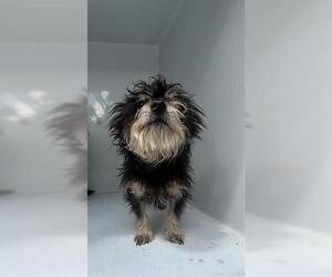 Mutt Dogs for adoption in Houston, TX, USA