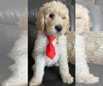 Small Photo #12 Sheepadoodle Puppy For Sale in FONTANA, CA, USA