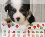 Small Photo #16 Miniature Australian Shepherd Puppy For Sale in STAFFORD, VA, USA