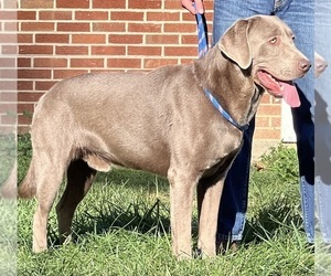 Father of the Labrador Retriever puppies born on 06/26/2026