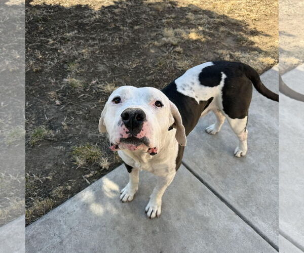 Medium Photo #2 American Bulldog-Unknown Mix Puppy For Sale in Hayward, CA, USA