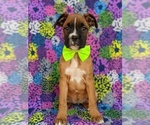 Small Photo #2 Boxer Puppy For Sale in KIRKWOOD, PA, USA