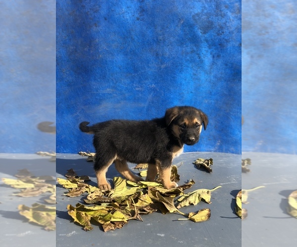 Medium Photo #10 Australian Shepherd-Saint Bernard Mix Puppy For Sale in BAKERSFIELD, CA, USA
