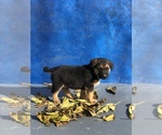 Small Photo #10 Australian Shepherd-Saint Bernard Mix Puppy For Sale in BAKERSFIELD, CA, USA
