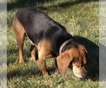 Small Photo #1 Puggle Puppy For Sale in ELKTON, VA, USA