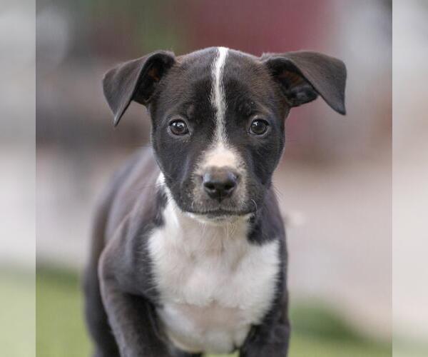 Medium Photo #4 Labrador Retriever-Unknown Mix Puppy For Sale in San Diego, CA, USA