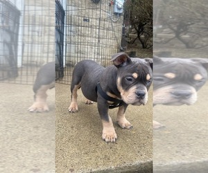 American Bully Puppy for sale in PITTSBURGH, PA, USA