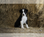 Puppy Flip Flop Border Collie