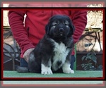 Small Photo #3 Caucasian Shepherd Dog Puppy For Sale in Zarnesti, Brasov, Romainia
