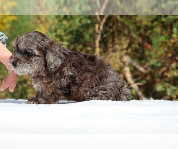 Medium Photo #52 ShihPoo Puppy For Sale in DYERSBURG, TN, USA