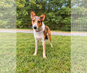 Paprika Sep 26 - Female Collie-Unknown Mix Dog for Adoption