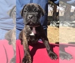 Small Photo #9 Cane Corso Puppy For Sale in LOYALTON, CA, USA
