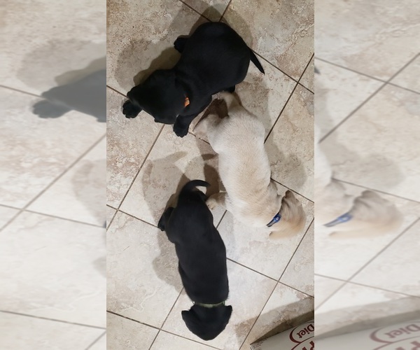 Medium Photo #115 Labrador Retriever Puppy For Sale in OLYMPIA, WA, USA