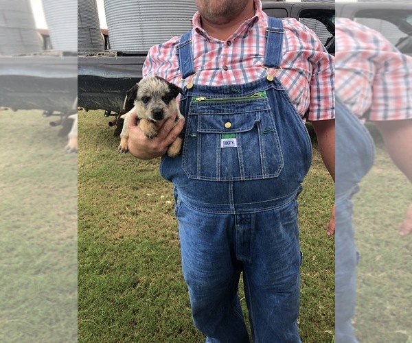 Medium Photo #2 Australian Cattle Dog Puppy For Sale in CHAUNCEY, GA, USA