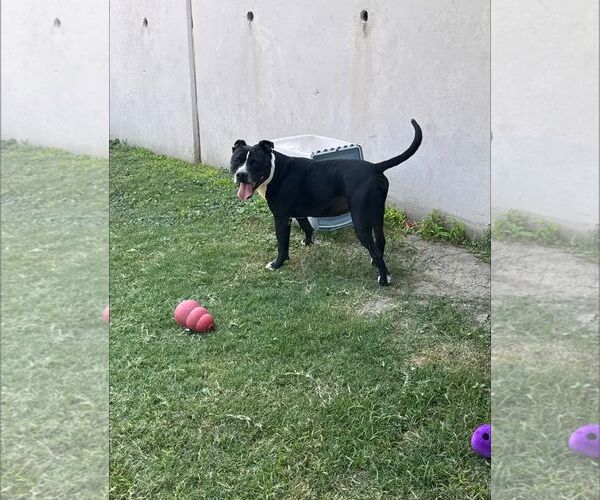 Medium Photo #5 American Pit Bull Terrier-Unknown Mix Puppy For Sale in Rowlett, TX, USA