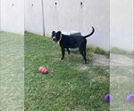 Small #4 American Pit Bull Terrier Mix