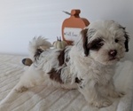 Small #8 ShihPoo