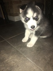 Siberian Husky Puppy for sale in PINELLAS PARK, FL, USA