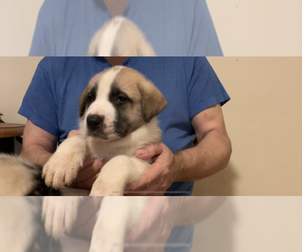 Medium Photo #4 Labrador Retriever-Siberian Husky Mix Puppy For Sale in CHESAPEAK BCH, MD, USA