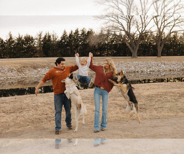 Medium Photo #8 German Shepherd Dog Puppy For Sale in KANORADO, KS, USA