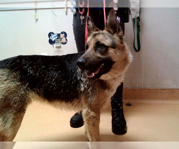 Medium Photo #1 German Shepherd Dog Puppy For Sale in Martinez, CA, USA