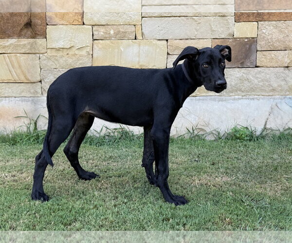 Medium Photo #3 Great Dane Puppy For Sale in PIPE CREEK, TX, USA