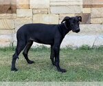 Small #2 Great Dane