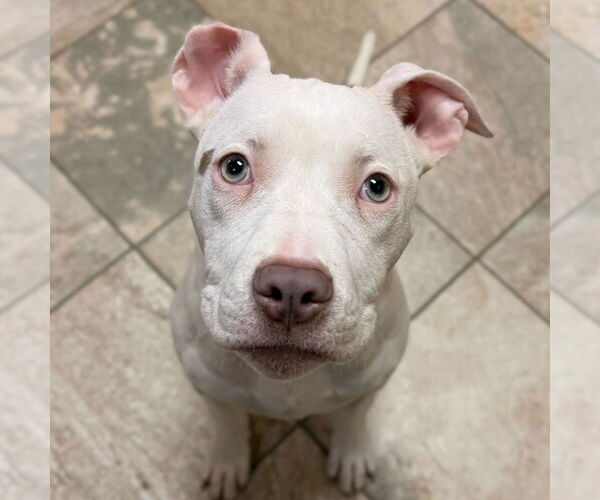 Medium Photo #1 Mutt Puppy For Sale in Jefferson, WI, USA