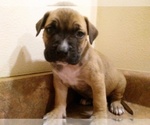 Small Photo #7 America Bandogge Mastiff Puppy For Sale in MESA, AZ, USA
