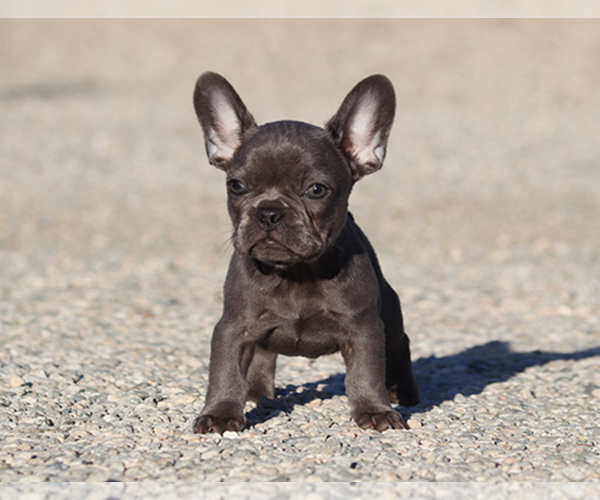 Medium Photo #3 French Bulldog Puppy For Sale in LITTLEROCK, CA, USA