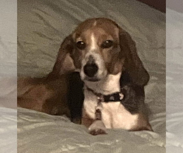 Medium Photo #9 Beagle Puppy For Sale in Dunnellon, FL, USA