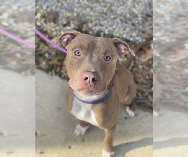 Medium Photo #5 Mutt Puppy For Sale in Rockville, MD, USA