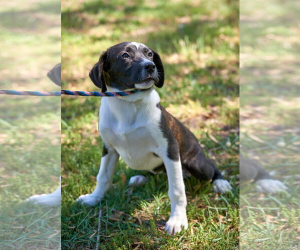 Medium Photo #4 Beagle-Border Collie Mix Puppy For Sale in Mt. Laurel, NJ, USA