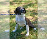 Small #3 Beagle-Border Collie Mix