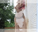 Small Photo #4 American Bully Puppy For Sale in LOCUST, NC, USA