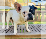 Small French Bulldog Mix