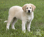 Small Photo #4 Golden Pyrenees Puppy For Sale in ELLENBORO, NC, USA
