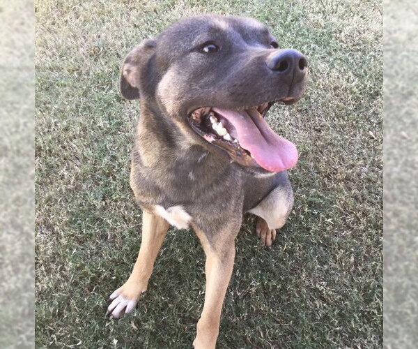 Medium Photo #1 Akita-German Shepherd Dog Mix Puppy For Sale in Grovetown, GA, USA