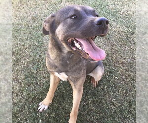 Akita-German Shepherd Dog Mix Dogs for adoption in Grovetown, GA, USA