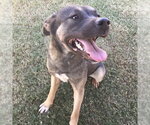 COLTER - Male Akita-German Shepherd Dog Mix Dog for Adoption - Small photo