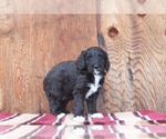 Puppy 4 Irish Wolfhound-Poodle (Standard) Mix