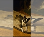 Small Photo #1 Boston Terrier Puppy For Sale in EAST GRAND FORKS, MN, USA