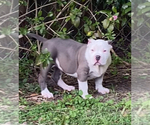Small Photo #25 American Bully Puppy For Sale in JACKSONVILLE, FL, USA