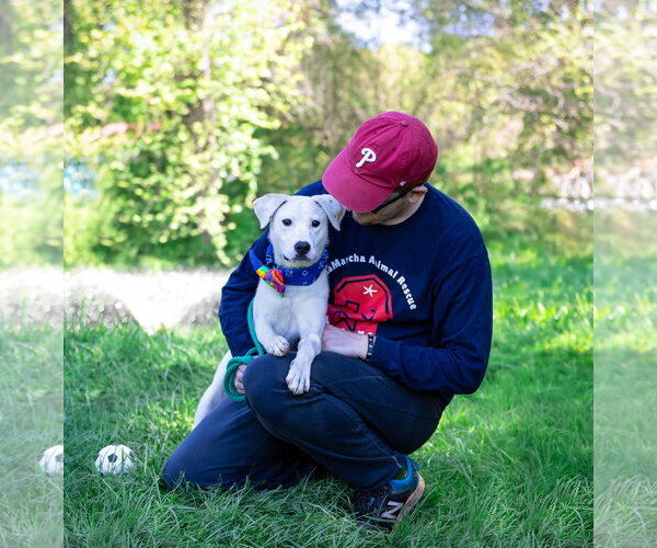 Medium Photo #3 Labrador Retriever-Unknown Mix Puppy For Sale in Unionville, PA, USA