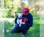 Small #2 Labrador Retriever Mix