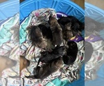 Small #1 German Shepherd Dog
