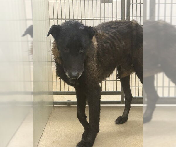 Medium Photo #1 Mutt Puppy For Sale in Santa Barbara, CA, USA