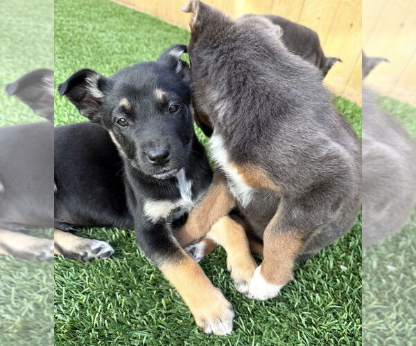 Medium Photo #2 Mutt Puppy For Sale in Dana Point, CA, USA