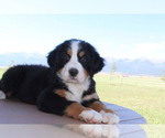 Small Photo #5 Bernese Mountain Dog Puppy For Sale in HORN CREEK, CO, USA
