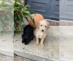 Small Photo #6 Goldendoodle Puppy For Sale in KELLER, TX, USA